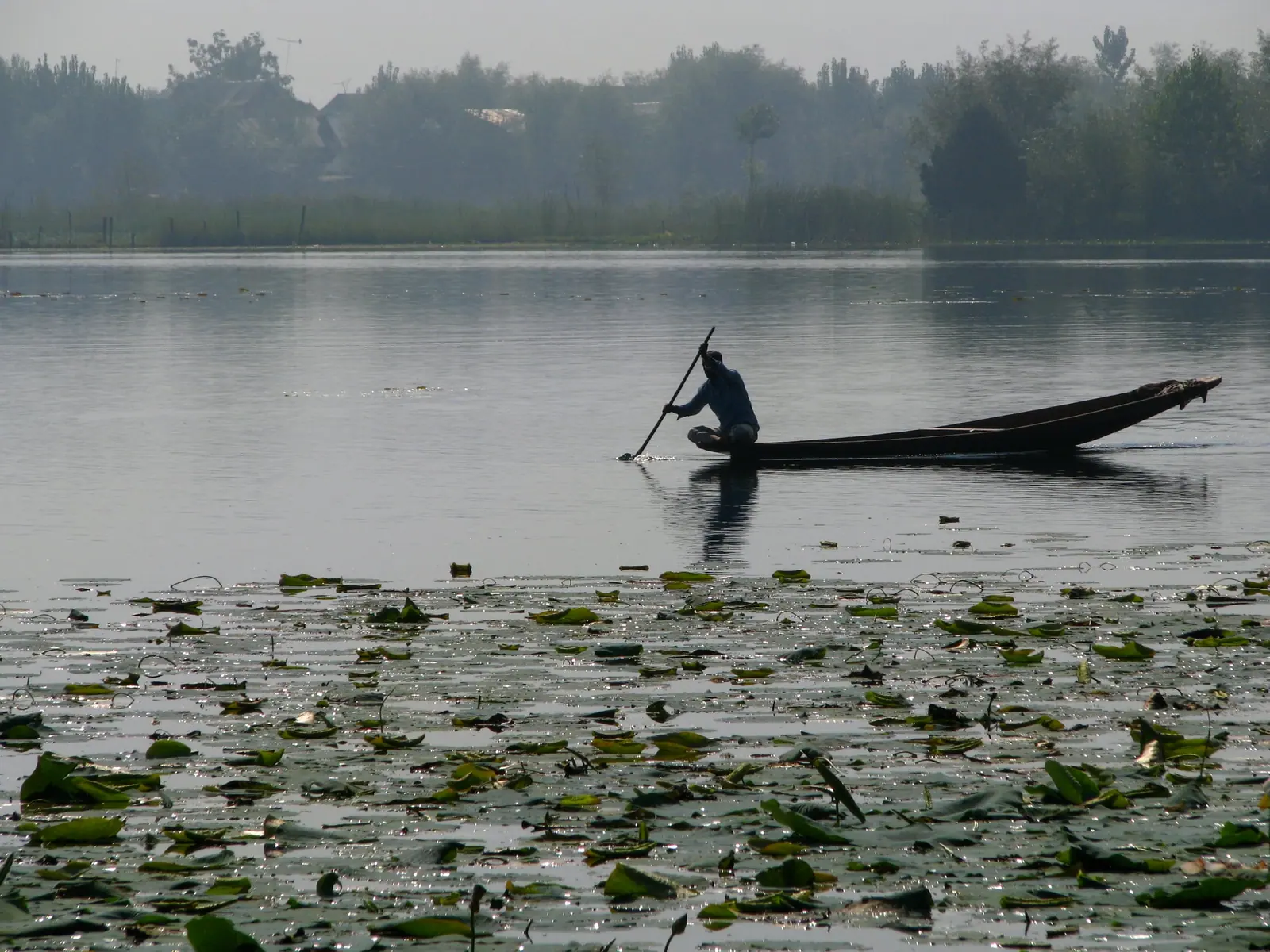 A boatman paddles a shikara through lily pads on Nigeen Lake, Srinagar, on a hazy, quiet morning