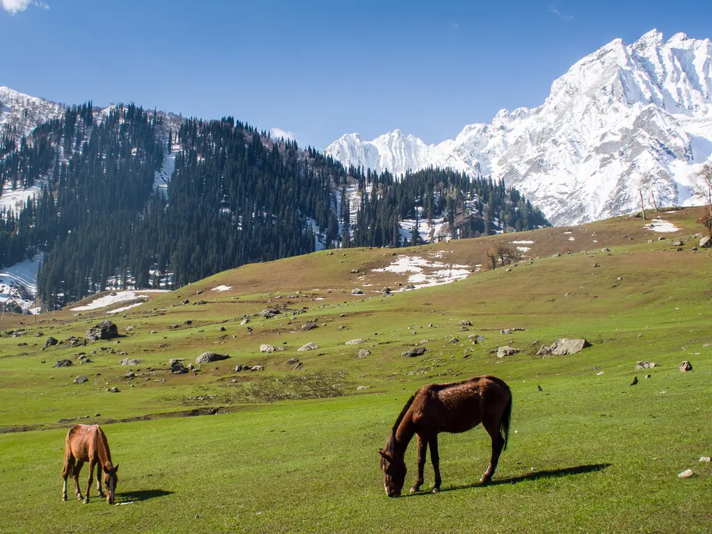 Horses grazing on the green 'meadow of gold' at Sonamarg beneath snow-capped Himalayan peaks