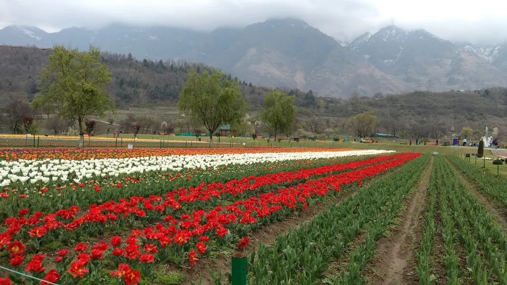 Rows of red, white and orange tulips at the Indira Gandhi Memorial Tulip Garden, Srinagar, beneath the Zabarwan range
