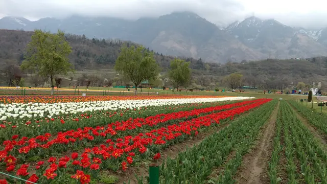 Rows of red, white and orange tulips at the Indira Gandhi Memorial Tulip Garden, Srinagar, beneath the Zabarwan range